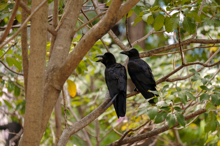 Twain black crows perched on a tree branch.の写真素材