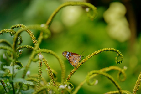The butterfly perched on small branch in warm light.の写真素材