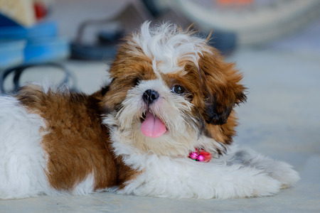 Closeup the face of dog.の写真素材