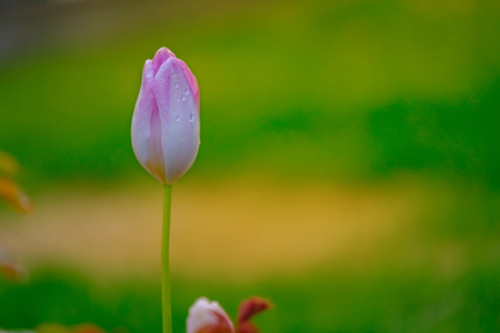 Pink tulip in garden in warm light.の写真素材