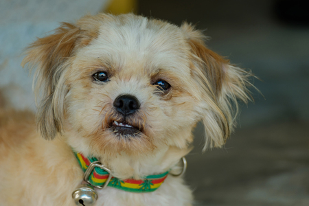 The pretty dog is looking to something.の写真素材