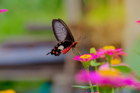 Butterfly pattern dot red is flying down to the pink flowers in the garden with warm light.の写真素材