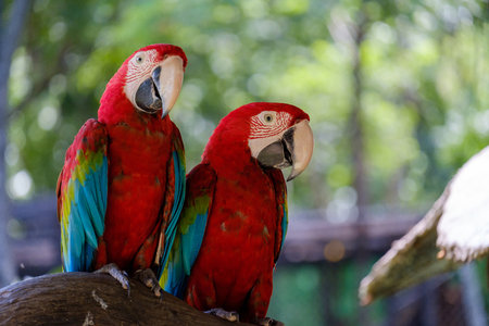Two colorful parrot on branch on blur background.