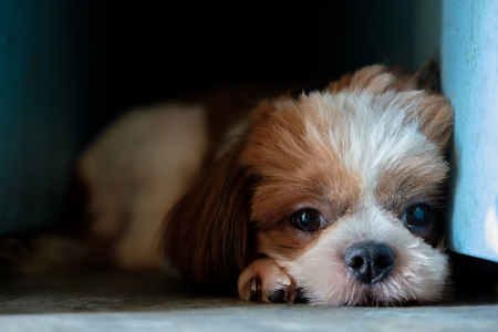 Pretty dog is lying in the dark corner and look forward.の写真素材