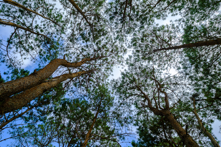 Bottom view of the top tree in forest.の写真素材