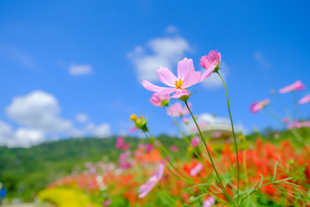 Pink flowers in bottom view in field on blue sky.の写真素材