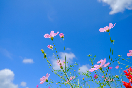 Pink flowers in bottom view in field on blue sky.の写真素材