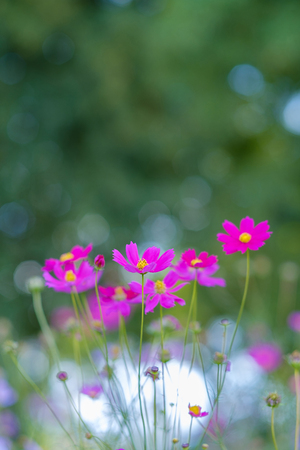 Pink flowers in field on circle bokeh background with copy space.の写真素材