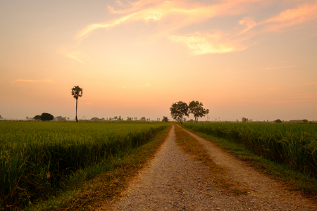 Little road in rice field at evening light with little foggy.の写真素材