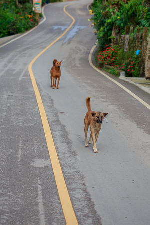 The dog walking on the street.