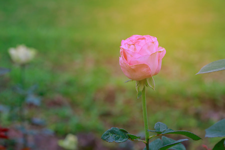 Blooming pink rose on soft colorful background with warm light.の写真素材