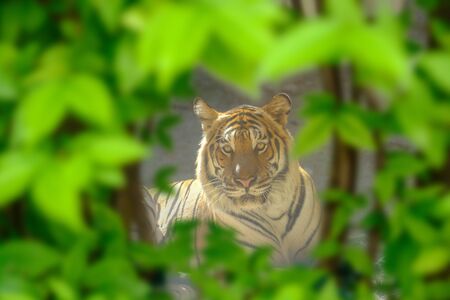The eyes of a tiger staring fiercely forward through the small gaps of the leaves.の写真素材