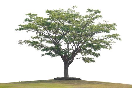 The tree on the white background with clipping path.の写真素材