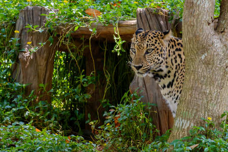 Tiger jaguar is hiding back of tree.