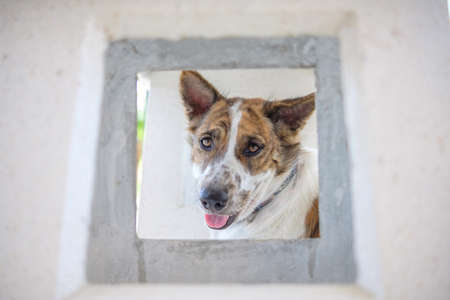 The dog looks out from square frame.