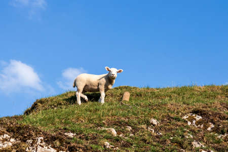 Dovedale-Sheep on green grass in a nature reserve in Englandの写真素材