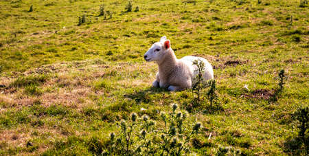 Dovedale-Sheep on green grass in a nature reserve in England
