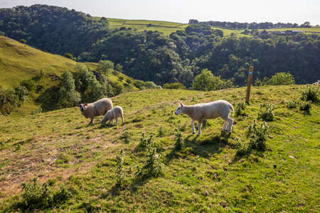 Dovedale-Sheep on green grass in a nature reserve in England