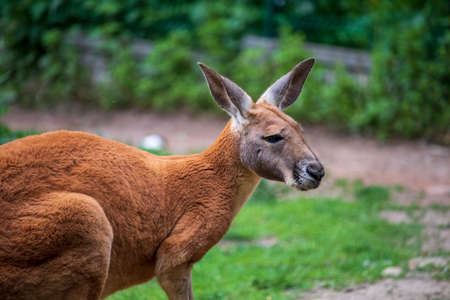 Kangaroo on the green grass in the botanical gardenの写真素材