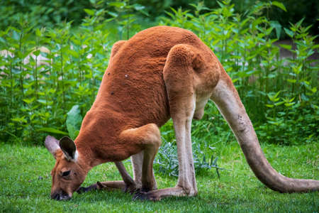 Kangaroo on the green grass in the botanical gardenの写真素材