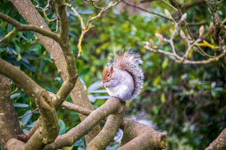 A gray squirrel in an English parkの写真素材