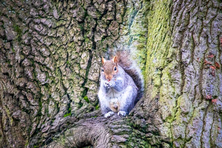A gray squirrel in an English park
