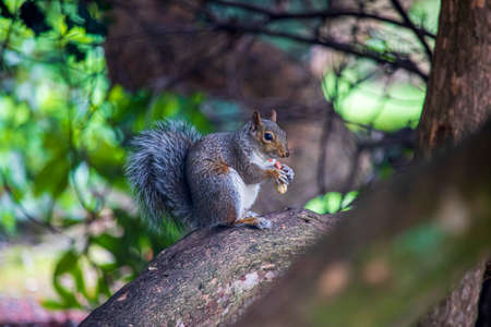 A gray squirrel in an English park