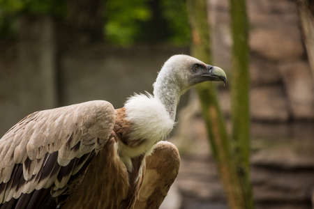 Vulture in the   zoo