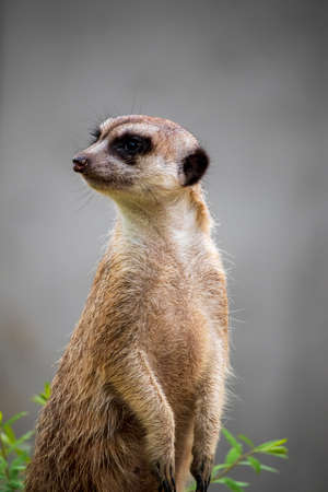 Gray meerkat, meerkat - a species of predatory mammal of the mongoose family.の写真素材
