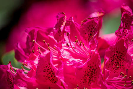 Beautiful spring flowers in an English parkの写真素材