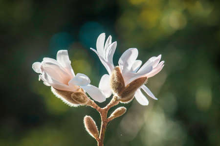 Beautiful magnolia in an English parkの写真素材