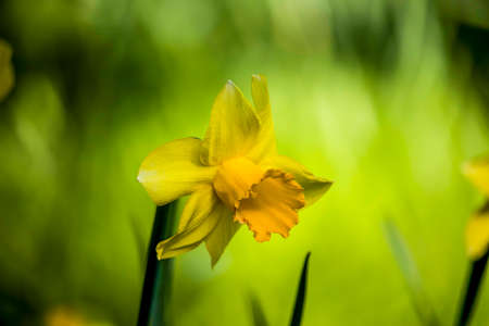 Beautiful spring daffodils in an English park