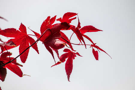 Spring leaves on a tree in an English park