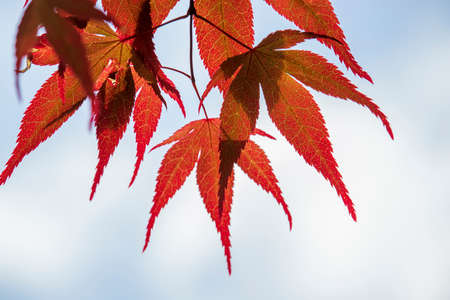 Spring leaves on a tree in an English park