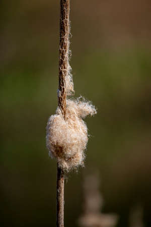 Cattail - a genus of terrestrial aquatic plants belonging to the club-family (Typhaceae). It is found all over the world on the banks of waters. They are used as edible, weaving (leaves), raw materialの写真素材