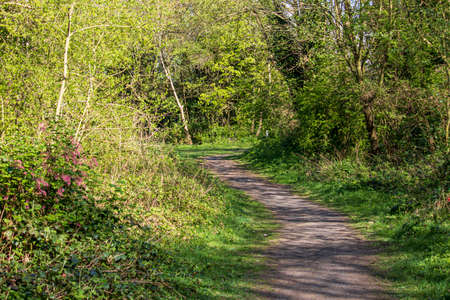 Wren's Nest National Nature Reserve Dudley forest landscape on a sunny dayの写真素材