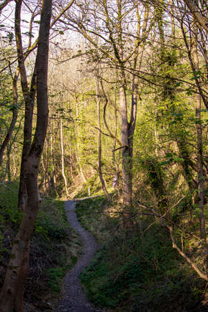 Wren's Nest National Nature Reserve Dudley forest landscape on a sunny day