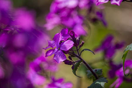 Beautiful spring flowers in an English park in Wolverhampton