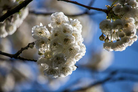 Beautiful spring flowers in an English park in Wolverhampton