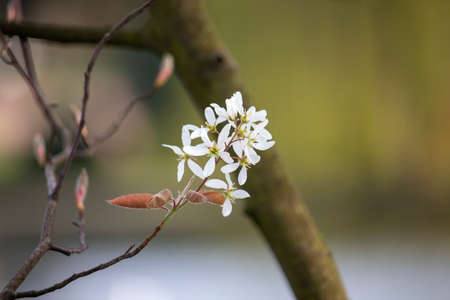 Beautiful spring flowers in an English park in Wolverhampton