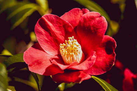 Beautiful spring flowers in an English park in Wolverhamptonの写真素材