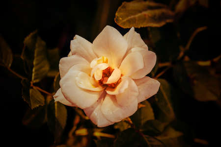 Beautiful flower is blooming in the english park