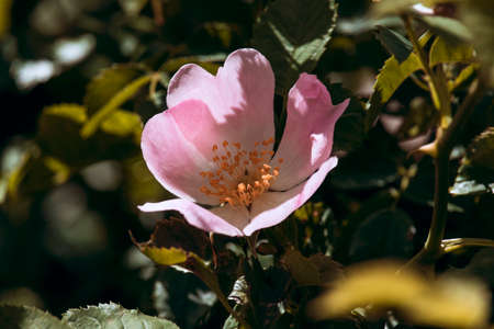 Beautiful flower is blooming in the english parkの写真素材