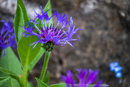 Beautiful flower is blooming in the english park
