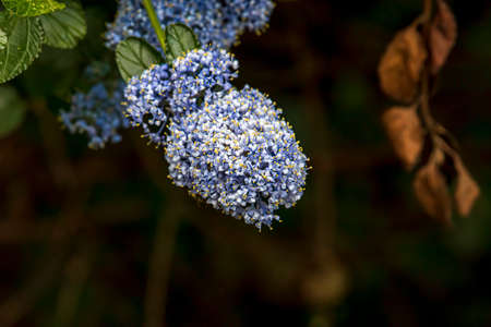 Beautiful flower is blooming in the english park