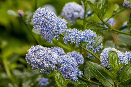 Beautiful flower is blooming in the english park