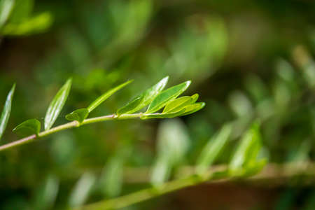 Green leaves in the English forestの写真素材