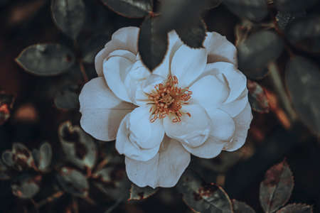Beautiful rose on a dark blurry backgroundの写真素材