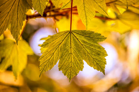 Yellow autumn leaves in an English parkの写真素材