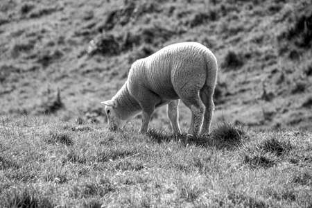 Black and white photo Lamb on green grass